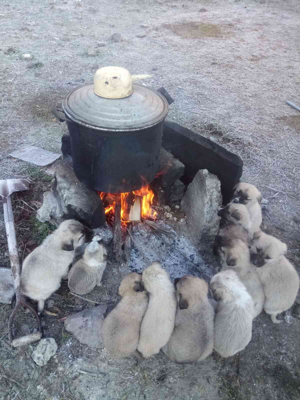 Yavru köpekler ocak ateşinde ısındılar #erzurum