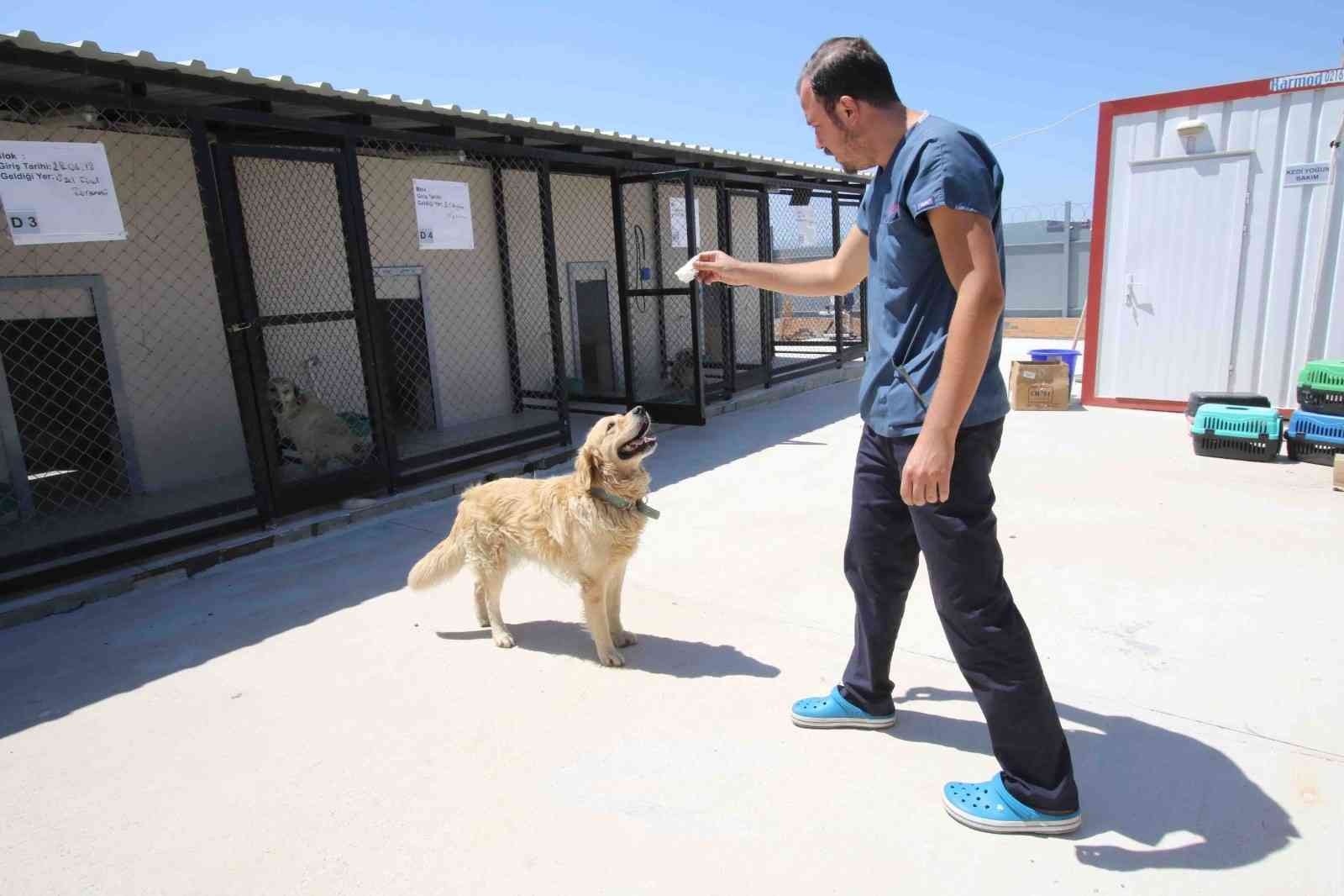 Bayraklı Belediyesi 1 yılda 4 bin 740 sokak hayvanına sağlık hizmeti verdi #izmir