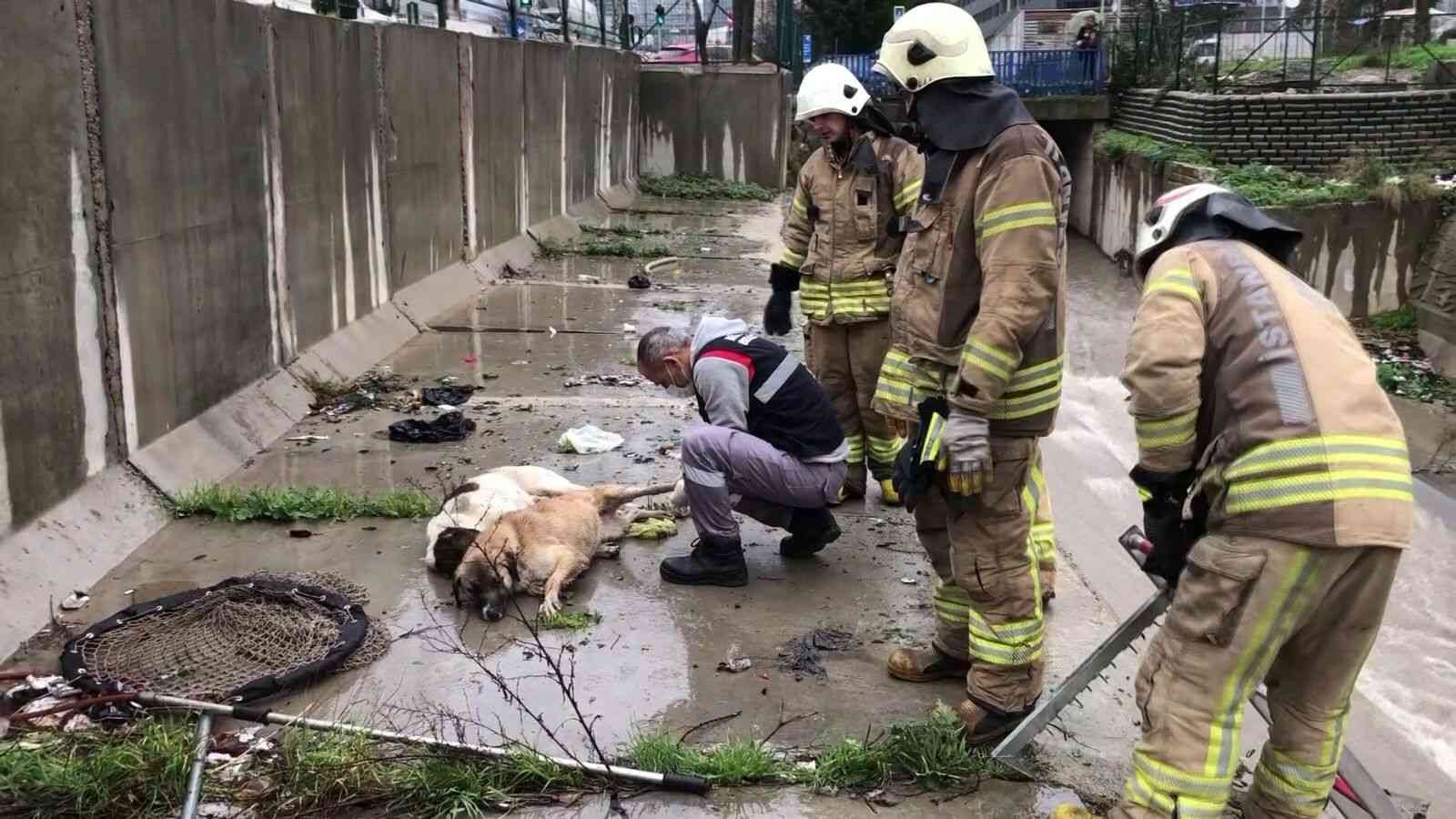 Ataşehir’de dereye düşen 6 köpek boğulmaktan kurtarıldı #istanbul