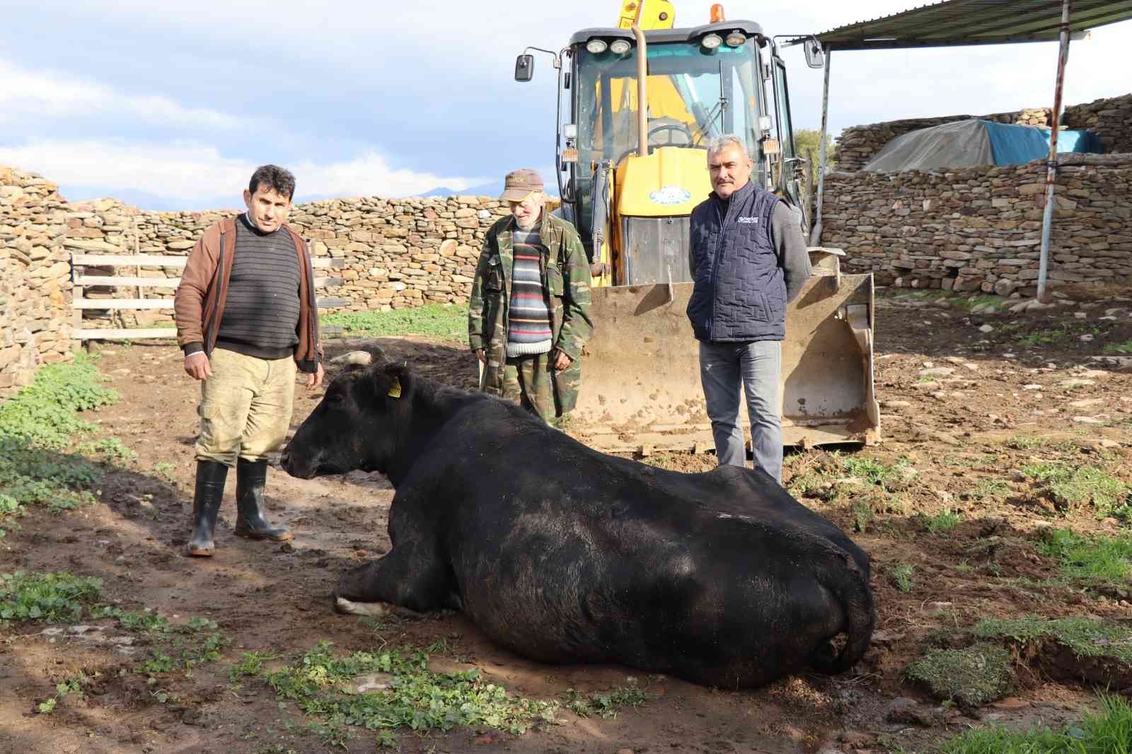Nazilli’de inek kurtarma operasyonu 4 saat sürdü #aydin