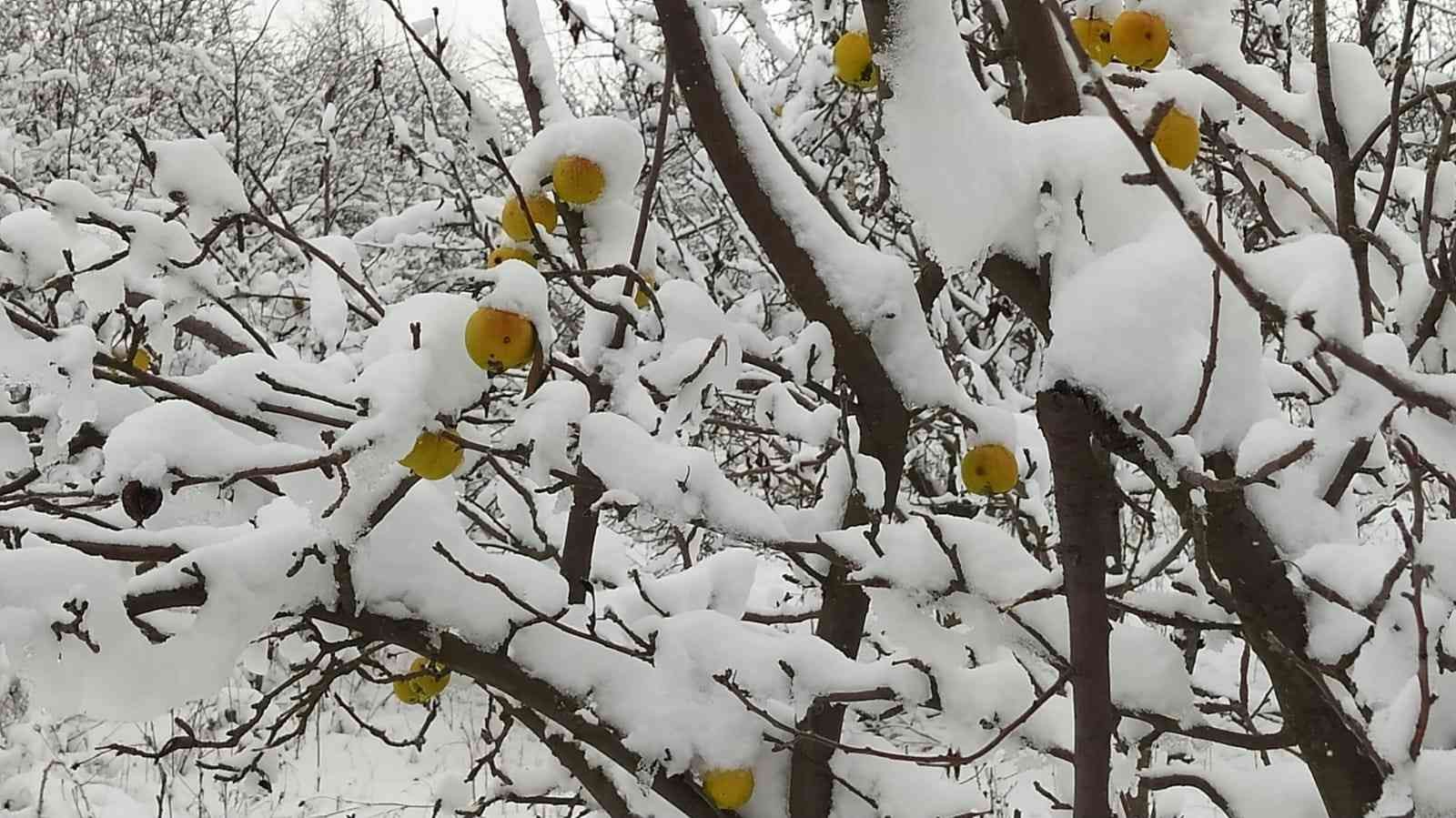 Üzeri kar birikmiş sarı renkli elmalar kartpostallık görüntü oluşturdu #kutahya