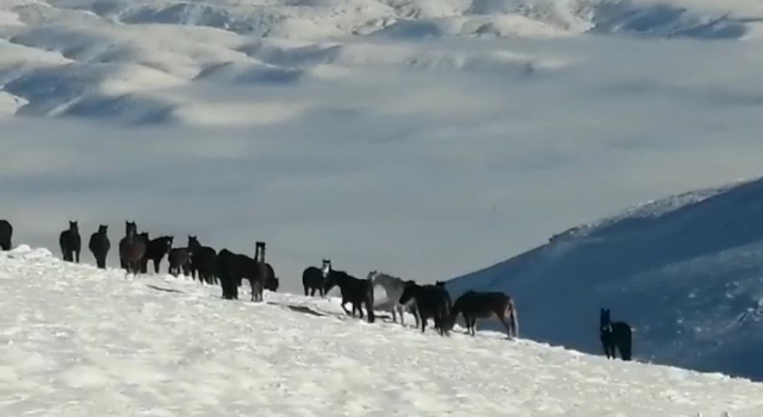 Karla mücadele ekiplerine yılkı atı sürprizi #afyonkarahisar