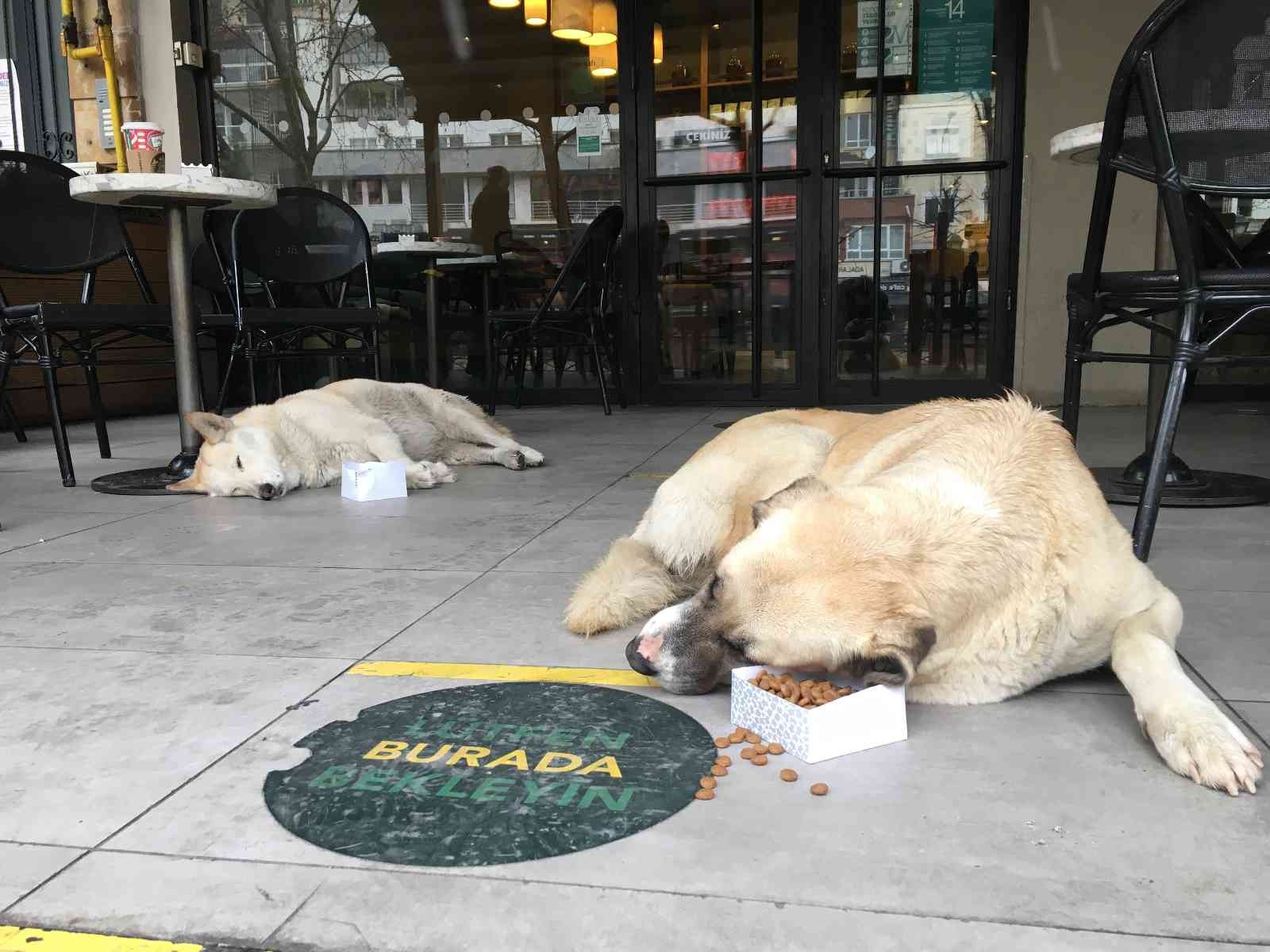Soğuk havadan etkilenmemek için kafeye sığınan sokak köpekleri iç ısıttı #eskisehir