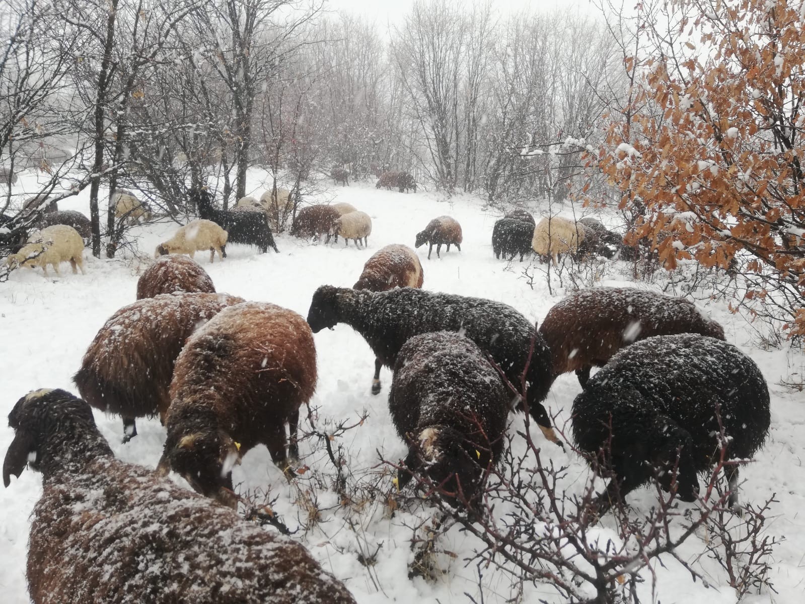 Çoban kar altında türkü söyledi, koyunlar pürdikkat dinledi #elazig