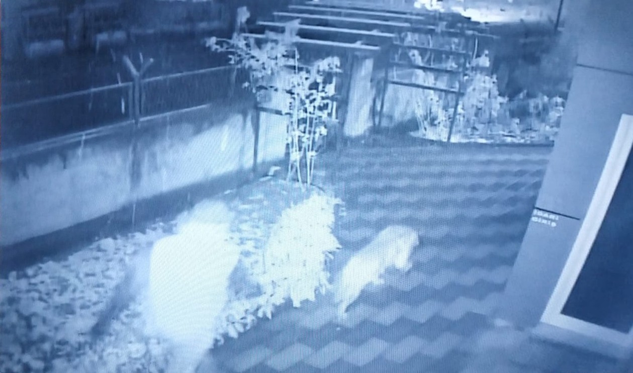 Bahçedeki kangal köpeği hırsızlığı güvenlik kamerasında #konya