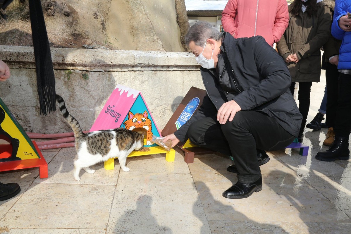 Eyüpsultan’da sokak hayvanları sahiplendiriliyor #istanbul