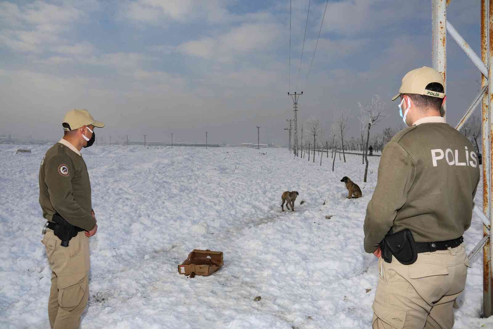 Konya’da hayvanları koruma polisleri, bin 45 ihbara cevap verdi #konya