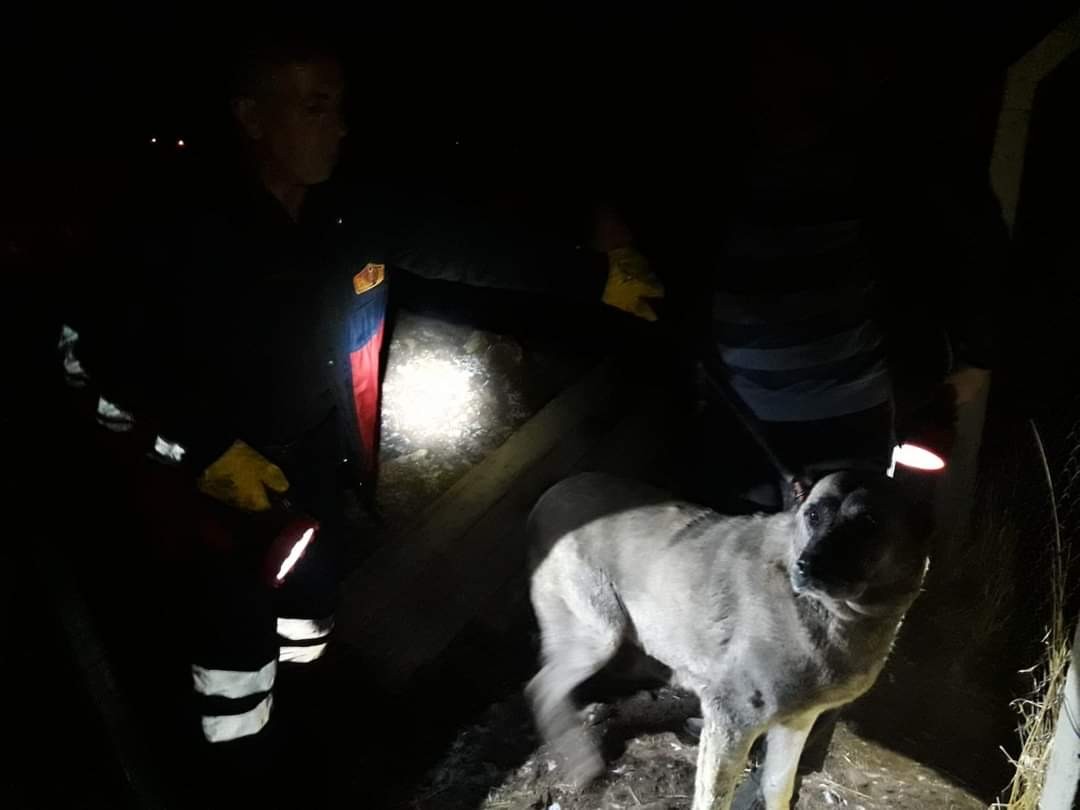 Kuyuya düşen köpek ve yavrusunu itfaiye ekipleri kurtardı #elazig