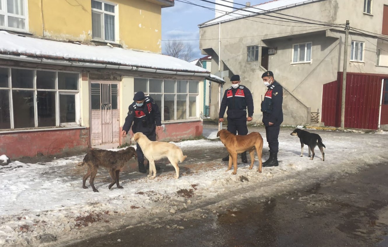 Jandarma sokak hayvanlarını unutmadı #samsun