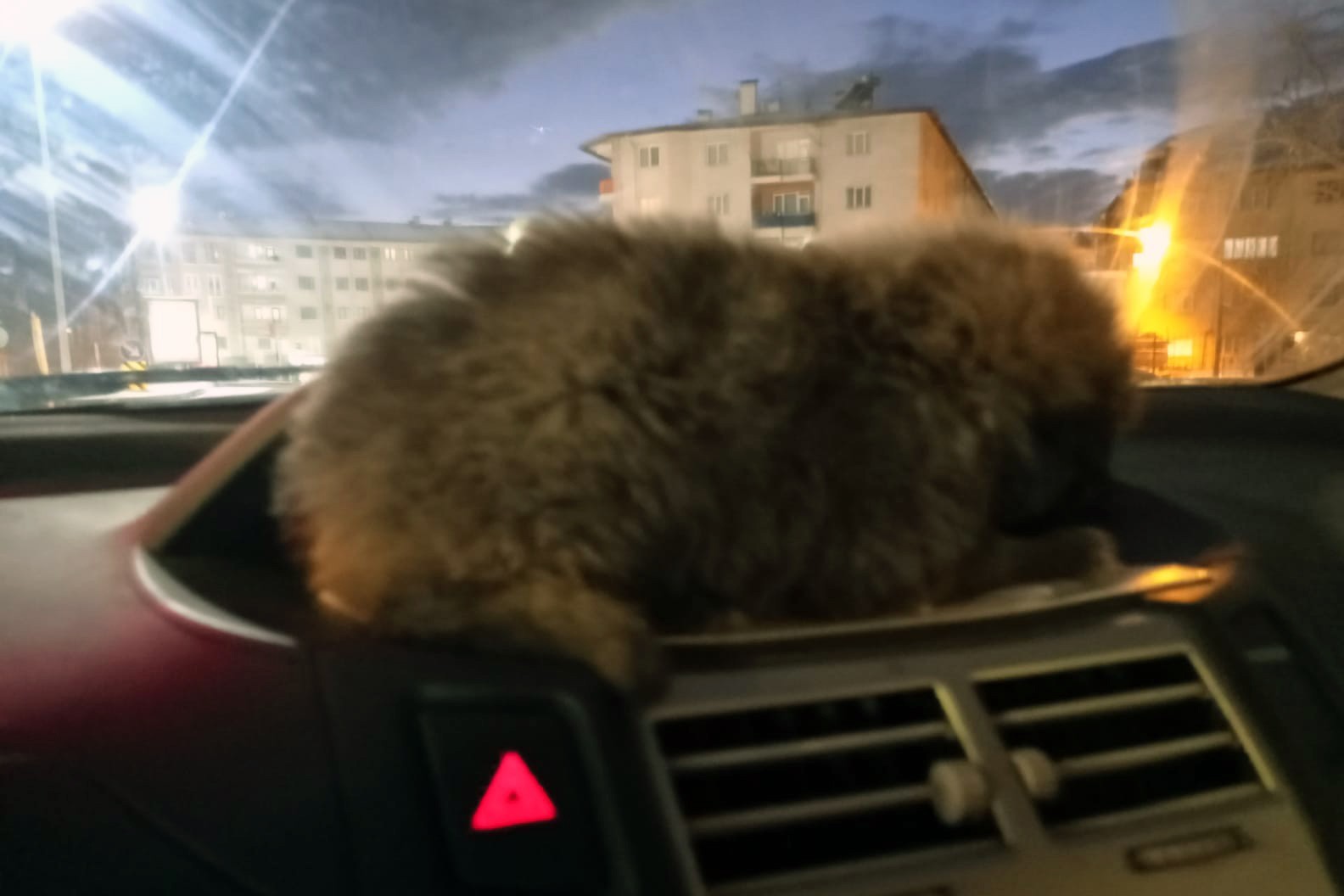 Donmak üzereyken bulduğu yavru köpeği aracının kaloriferinde ısıttı #sivas