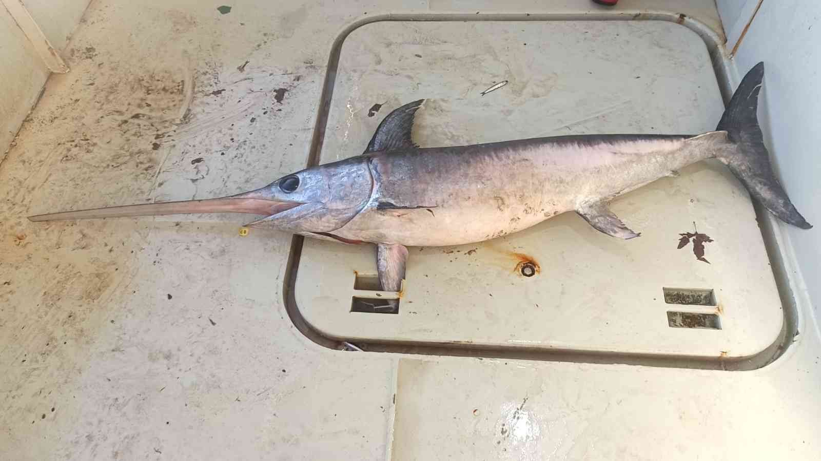 Hamsi ağına bir buçuk metrelik kılıç balığı takıldı #balikesir
