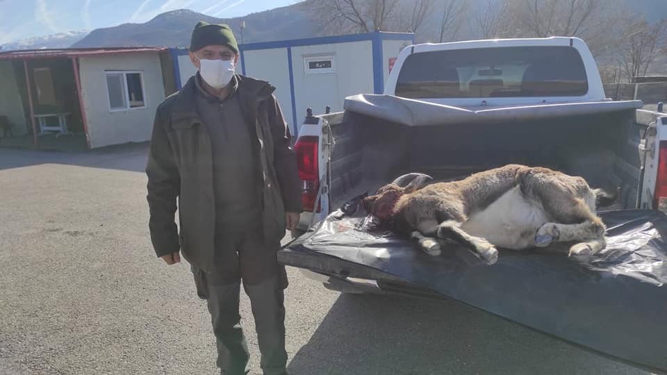 Yaban keçisi avlayan 3 kaçak avcı yakalandı #erzincan