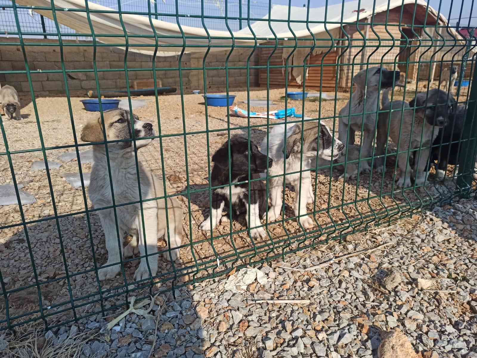 Elbistan’da sokak köpekleri barınakta misafir ediliyor #kahramanmaras
