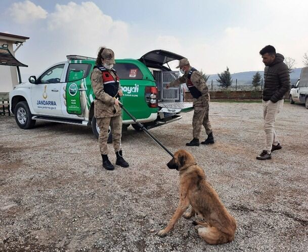 Jandarmadan sahipsiz köpeklere özel ilgi