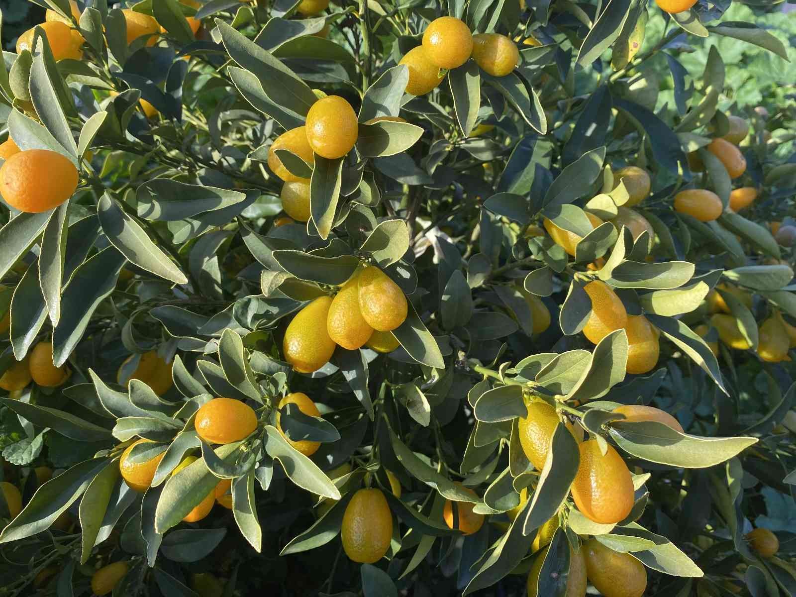 “Altın portakal” kumkuat İzmir’de üretilmeye başlandı #izmir