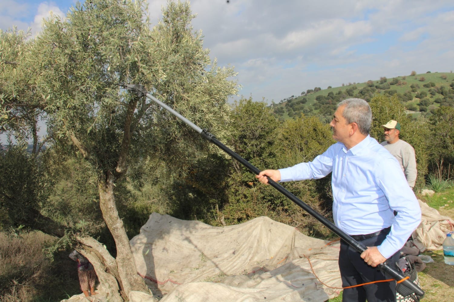 Başkan Kaplan zeytin hasadına katıldı #aydin