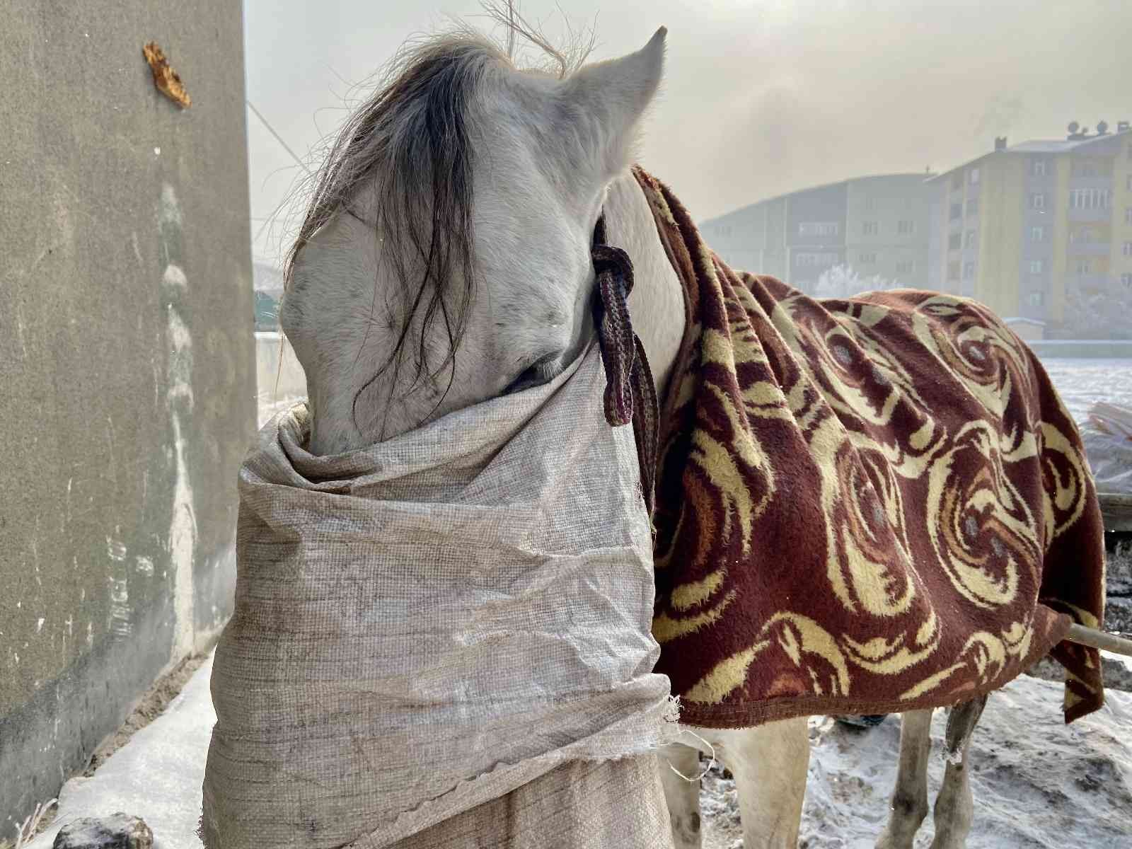 Atlarını battaniyeye ile sarıp dondurucu soğuklardan koruyorlar #agri