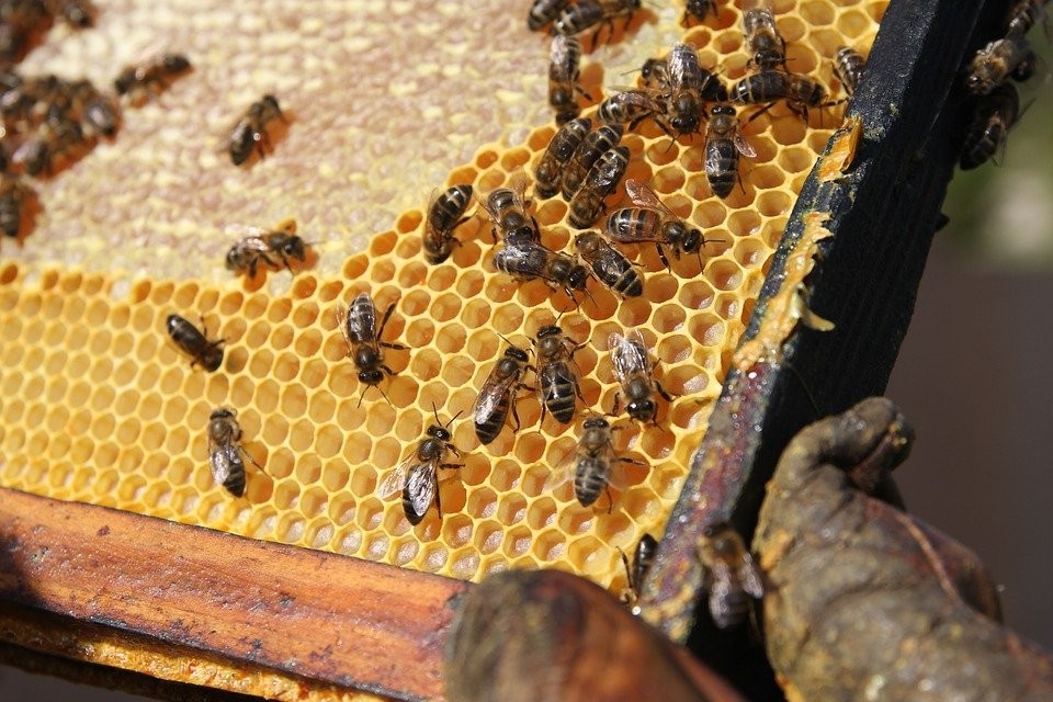 “Arıcılığın Başkenti”nde arıcılara yüzde 50 hibeli arı ve kovan desteği #ankara
