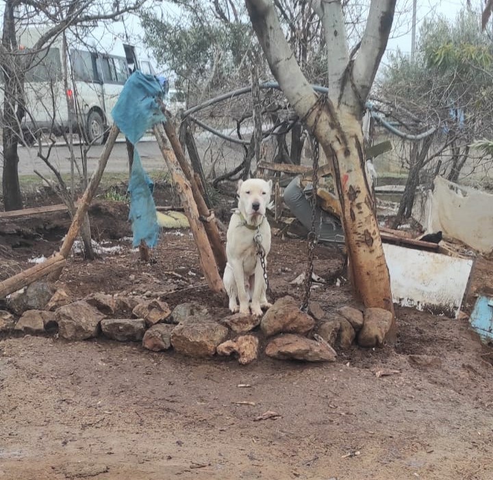 Kahramanmaraş’ta pitbull köpeğin sahibine para cezası #kahramanmaras