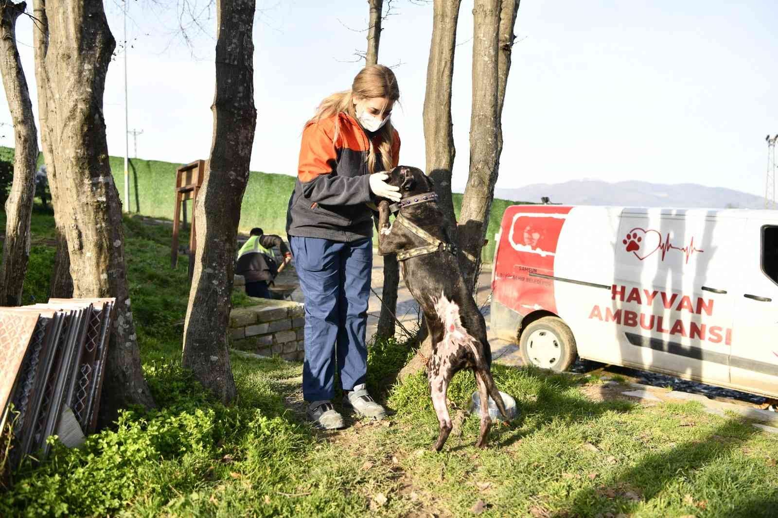“Yasaklı ırk” köpekleri terk edenler 30 bin TL ödeyecek #samsun