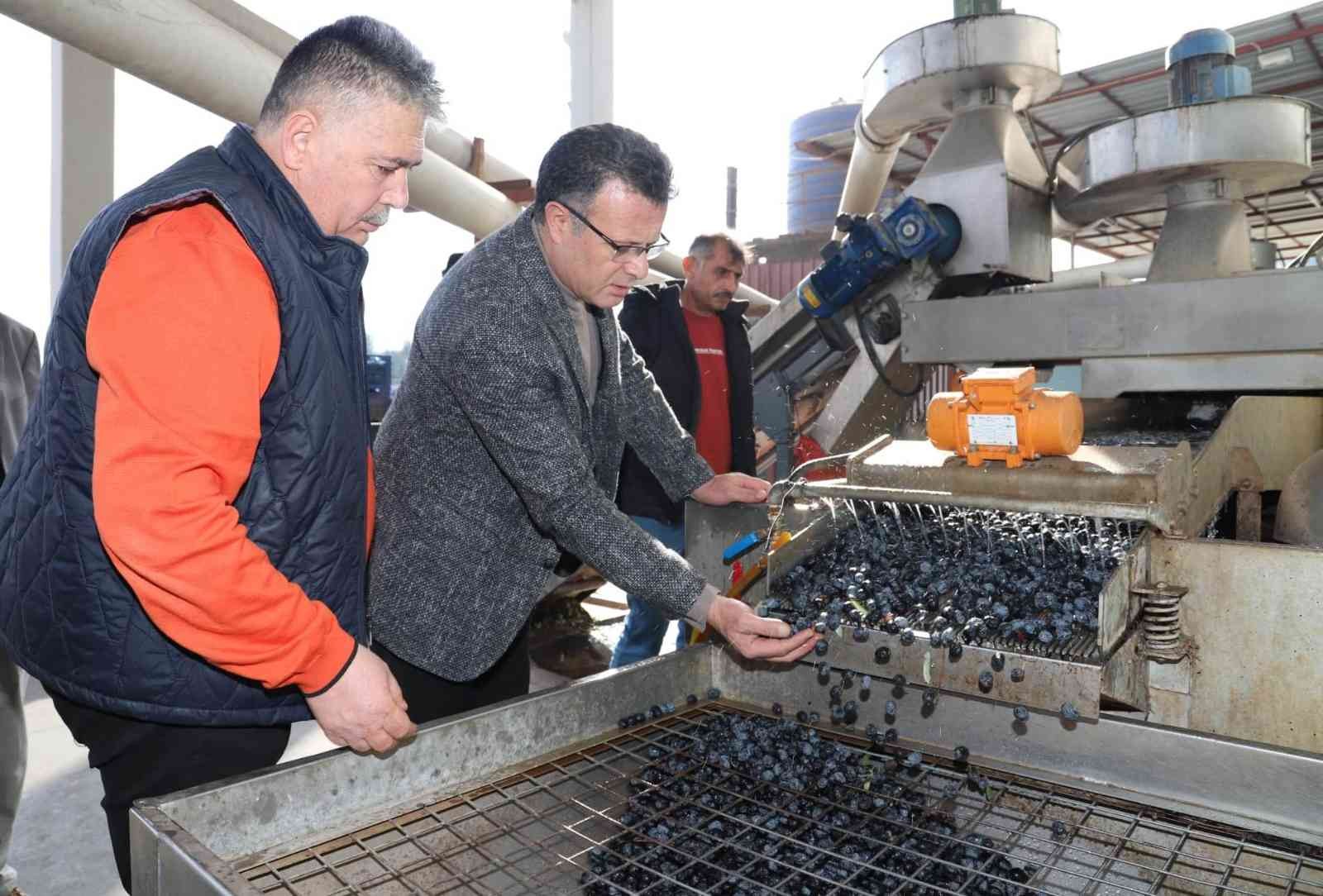 Alaşehir’de üzüme alternatif zeytin üretimi hızla artıyor #manisa