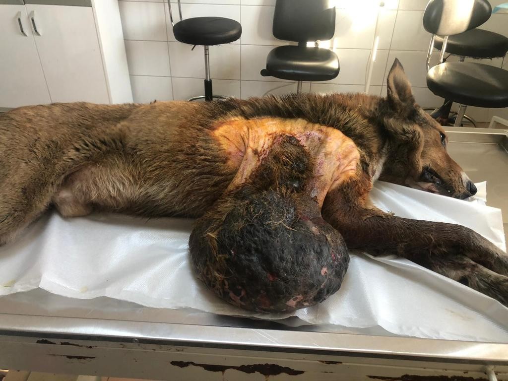 Sokak köpeğindeki 6 kilogramlık tümör ameliyatla alındı #bolu
