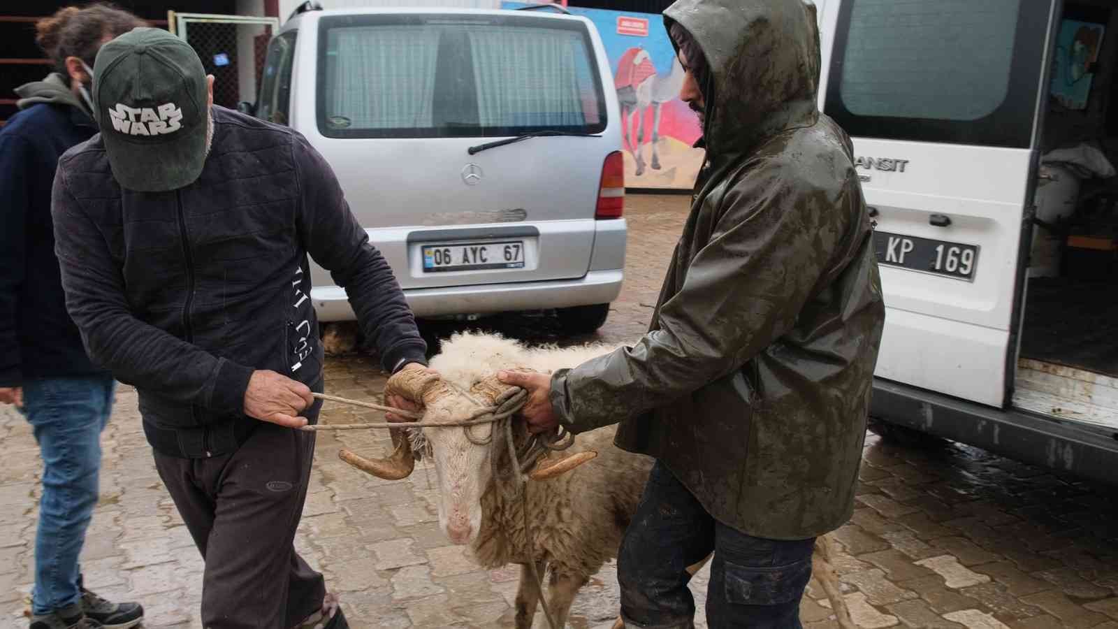 Didim’de sürüsünden ayrılan Maviş isimli koyun korumaya alındı #aydin