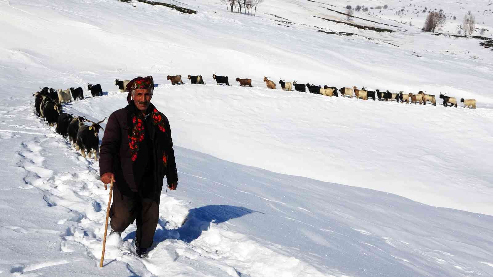 Muş’ta besicilerin hayvanlarıyla kar üzerindeki 6 kilometrelik zorlu yolculuğu #mus