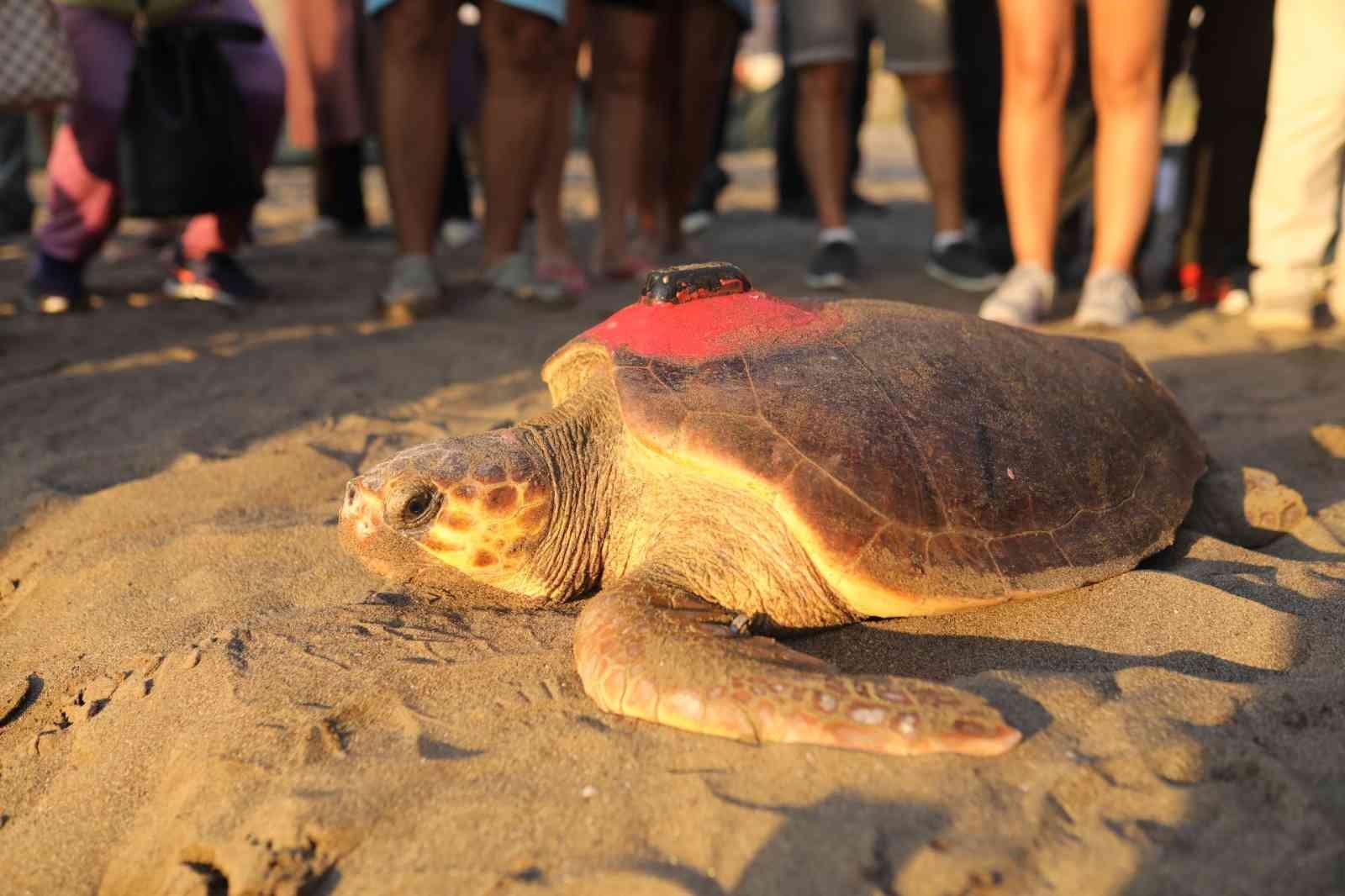 6 milyon kişinin izlediği kaplumbağa Tuba Hırvatistan’a ulaştı #denizli