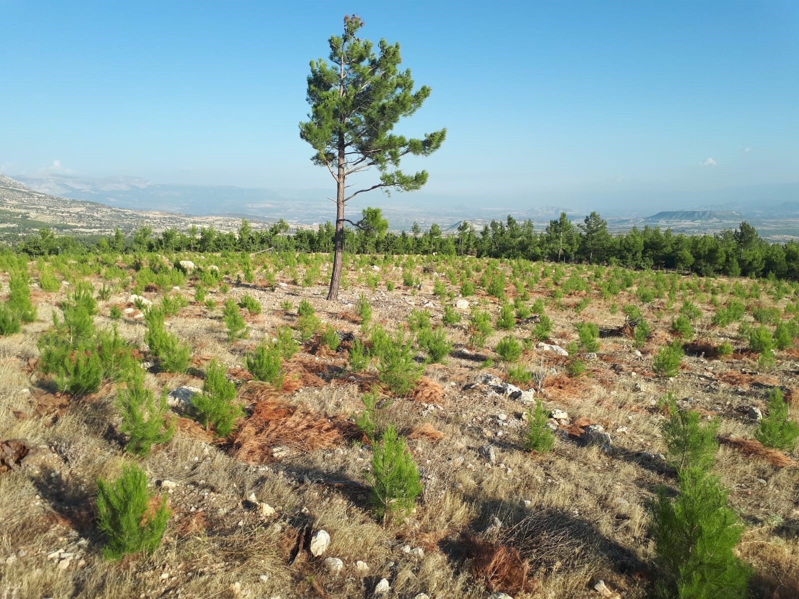 Mersin Orman Bölge Müdürlüğü, 42 bin hektar gençleştirme ve bakım yaptı #mersin