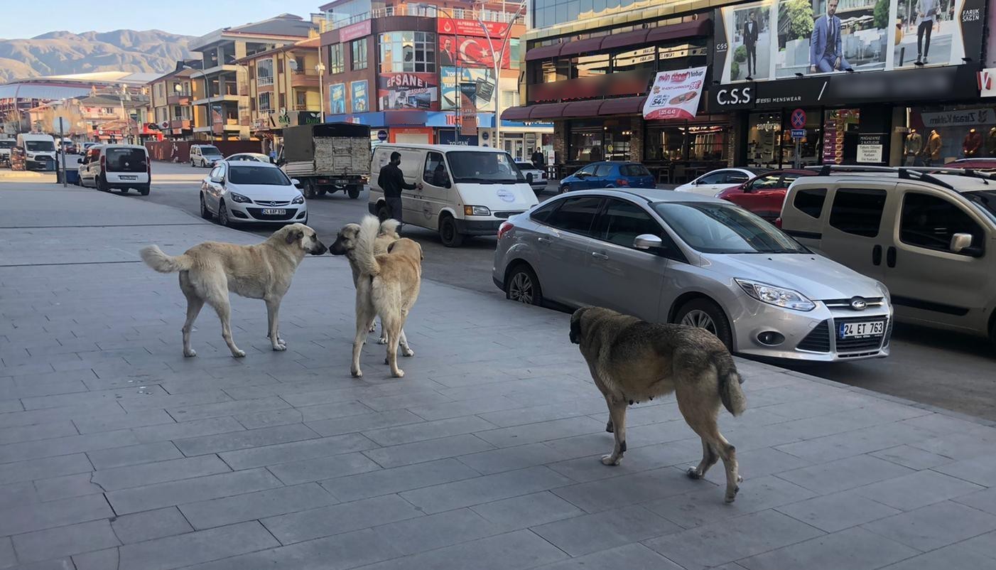 Erzincan’da vatandaşlar tehlike saçan sokak köpeklerine yönelik tedbir alınmasını istiyor #erzincan