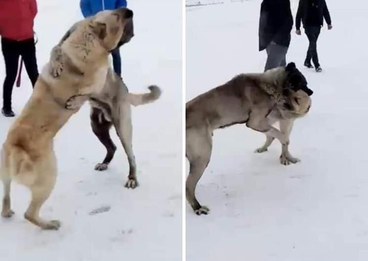 Kars’ta köpek dövüştüren 3 kişi yakalandı #kars