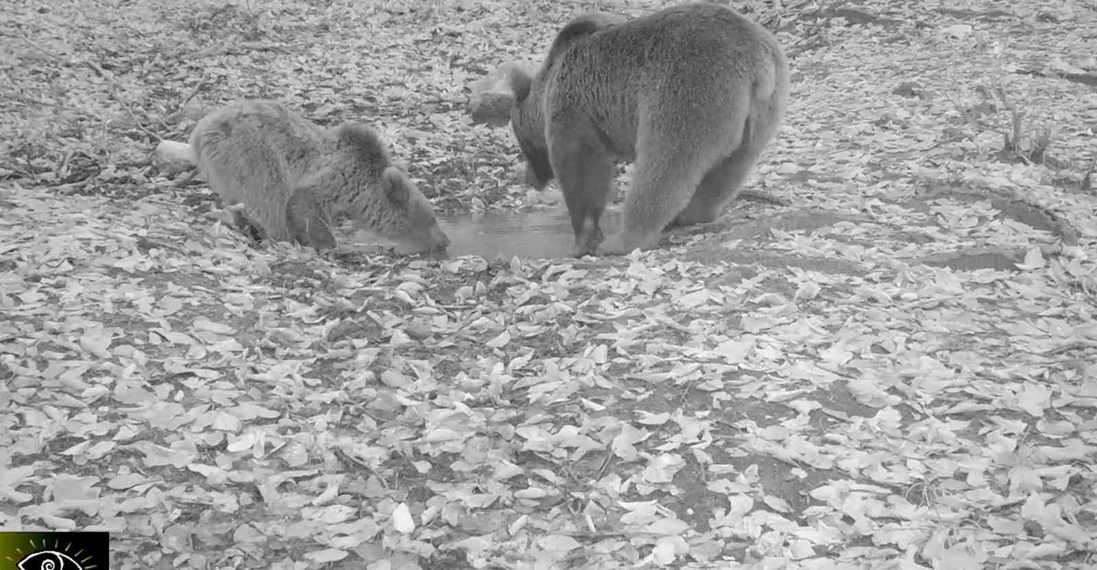 Boz ayılar Uludağ’da fotokapana böyle yakalandı