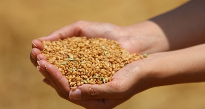 Edirne’de buğday 4 lira 163 kuruştan satıldı #edirne