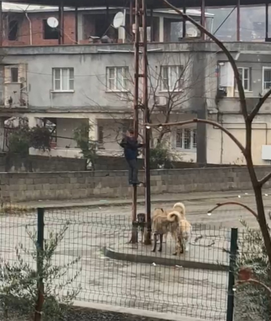 Sokak köpeklerinin saldırdığı çocuk, elektrik direğine tırmanarak kurtuldu #kahramanmaras