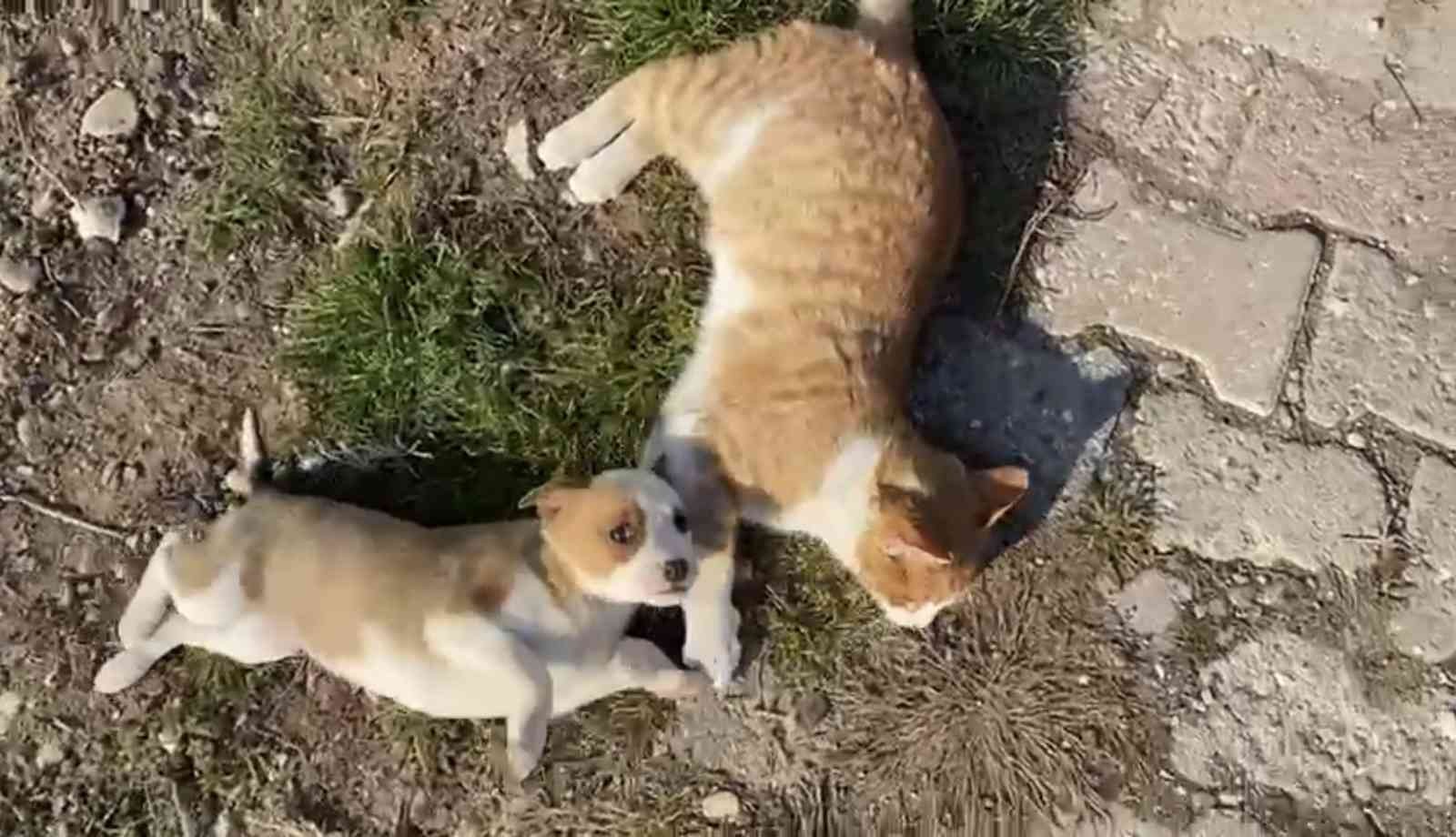 Kedi-köpek dostluğu görenleri şaşırtıyor #amasya