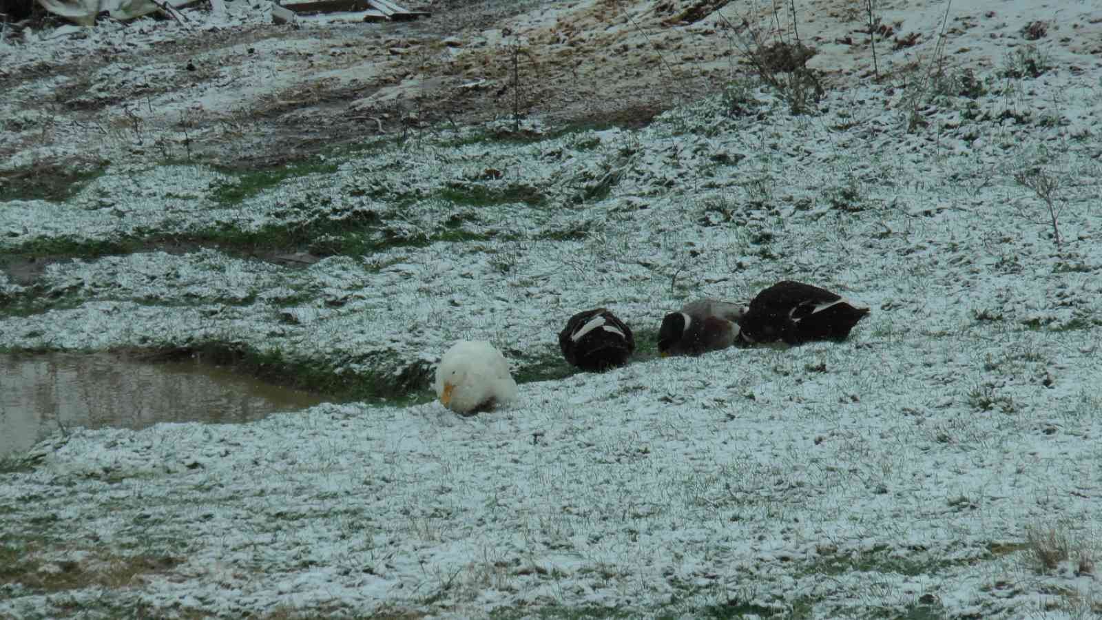 Kartal Aydos’ta kar yağışı başladı, tadını ördekler çıkardı #istanbul