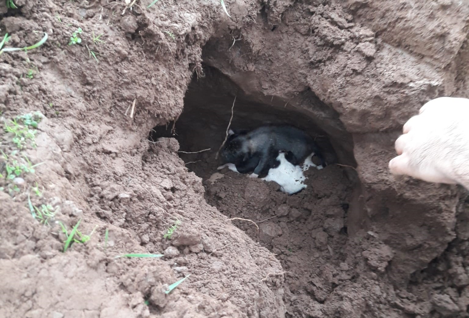 Göçük altında kalan yavru köpekleri itfaiye kurtardı #aydin