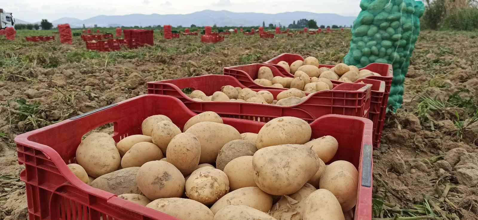 Ödemiş’te kış patatesi hasadı başladı #izmir