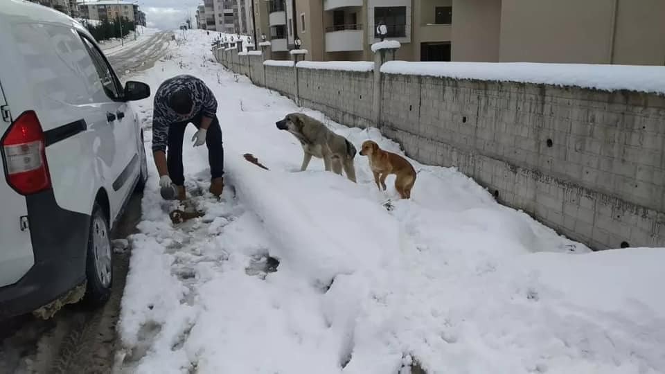 Safranbolu Belediyesi sokak hayvanları için yem ve mama dağıttı #karabuk