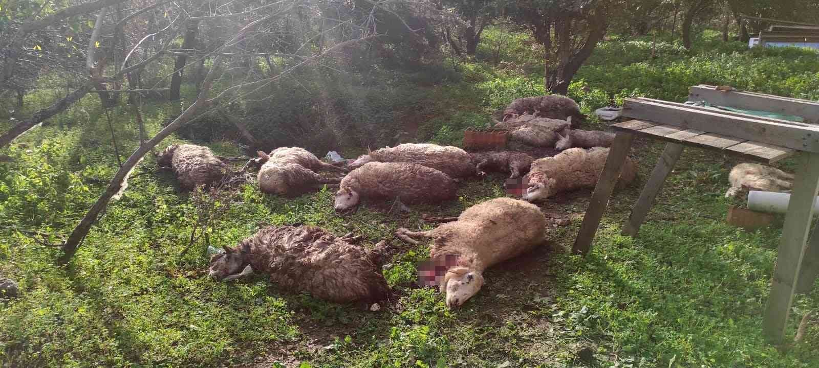 Koyunlarını ölü görünce köpekleri kafalarından vurarak öldürdü #mugla