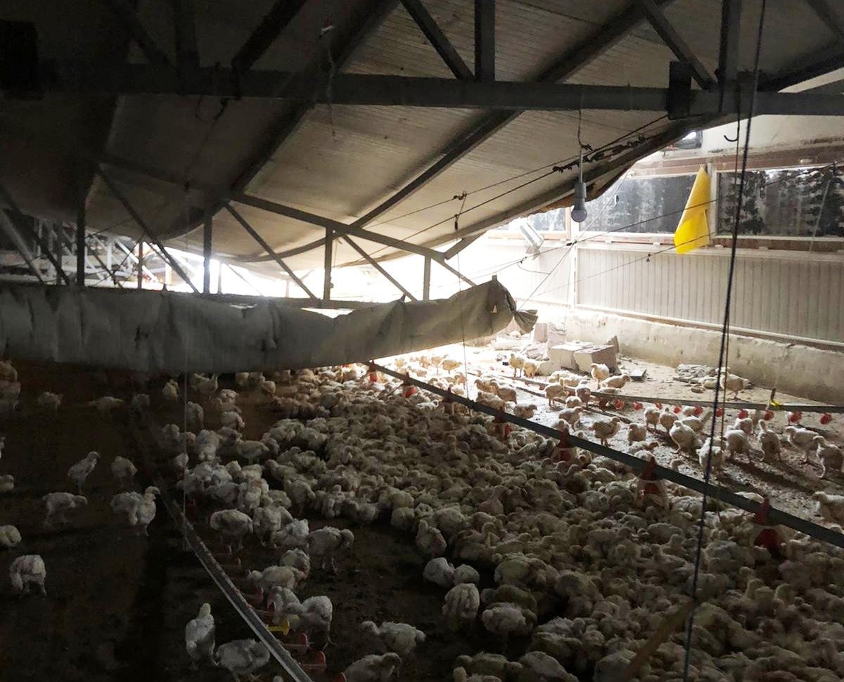 Çiftliğin çatısı çöktü, binlerce tavuk telef oldu #malatya