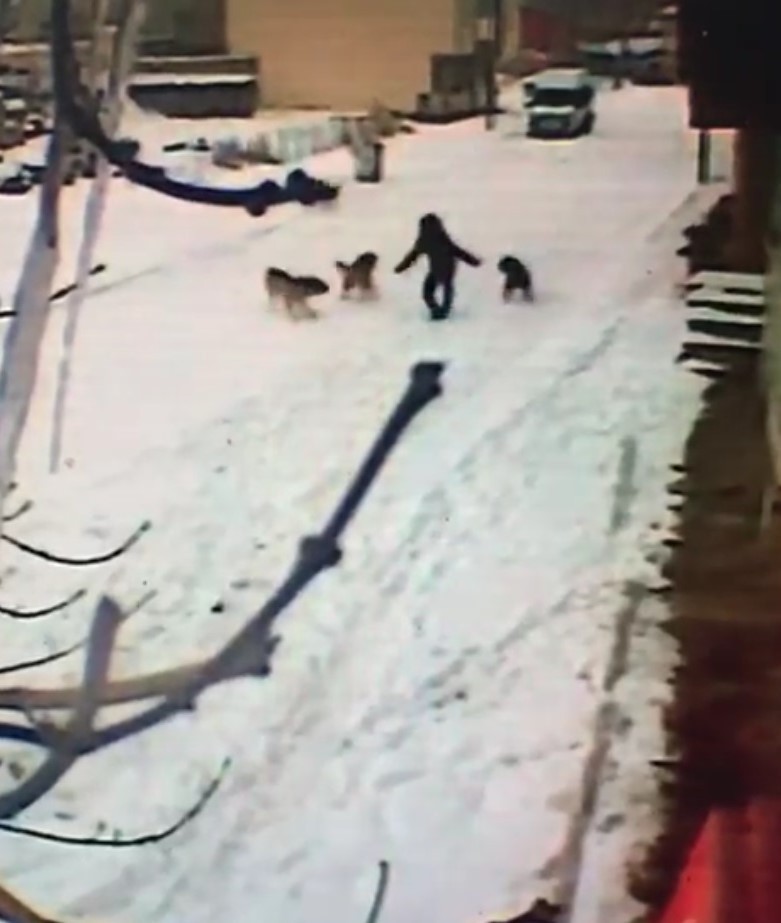 Kars’ta dehşet anları kamerada, çocuğun cesareti köpeklerin saldırısını önledi #kars
