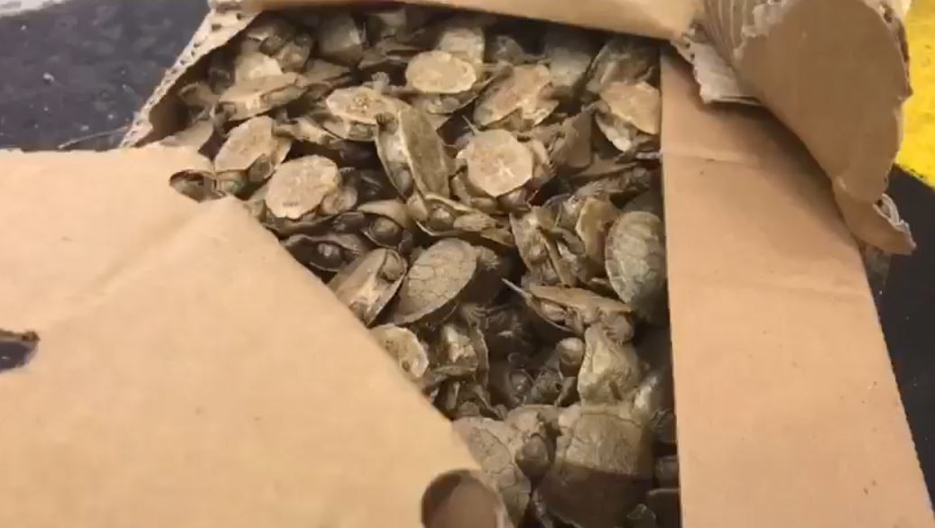 Sarp Sınır Kapısında bir araçta 5 bin su kaplumbağası ele geçirildi #artvin