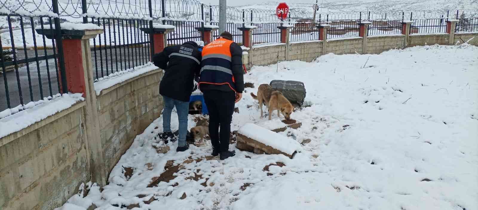 Siirt Belediyesi sokak hayvanları için yem bıraktı #siirt