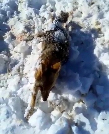 Donan tilkiyi çoban köpeği buldu #adiyaman