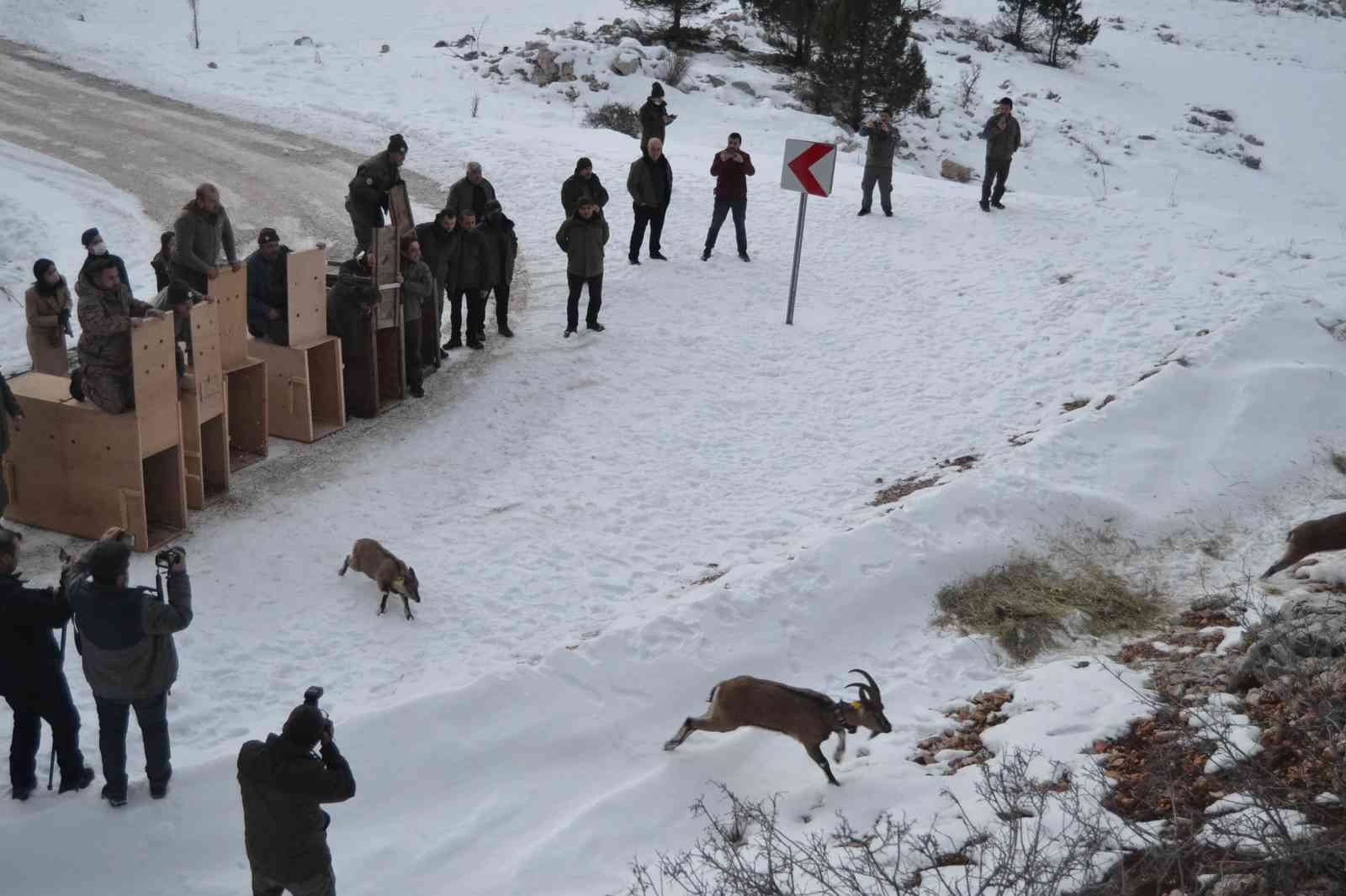 Türkiye’de ilk kez doğal alanından alınan yaban keçileri tekrar doğal alana salındı #burdur