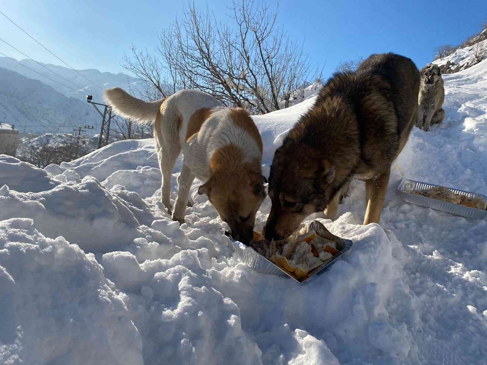 Karda aç kalan hayvanlar unutulmadı #sirnak