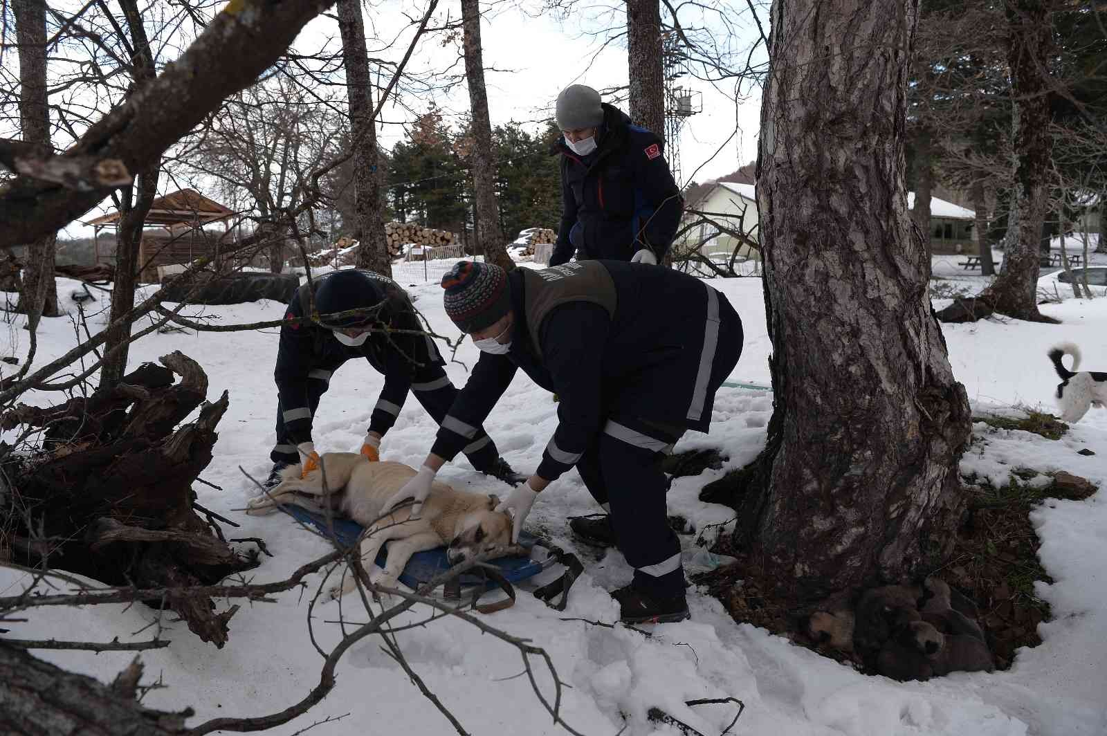 (Özel)Uludağ’da donmak üzere olan anne ve 7 yavrusu böyle kurtarıldı #bursa