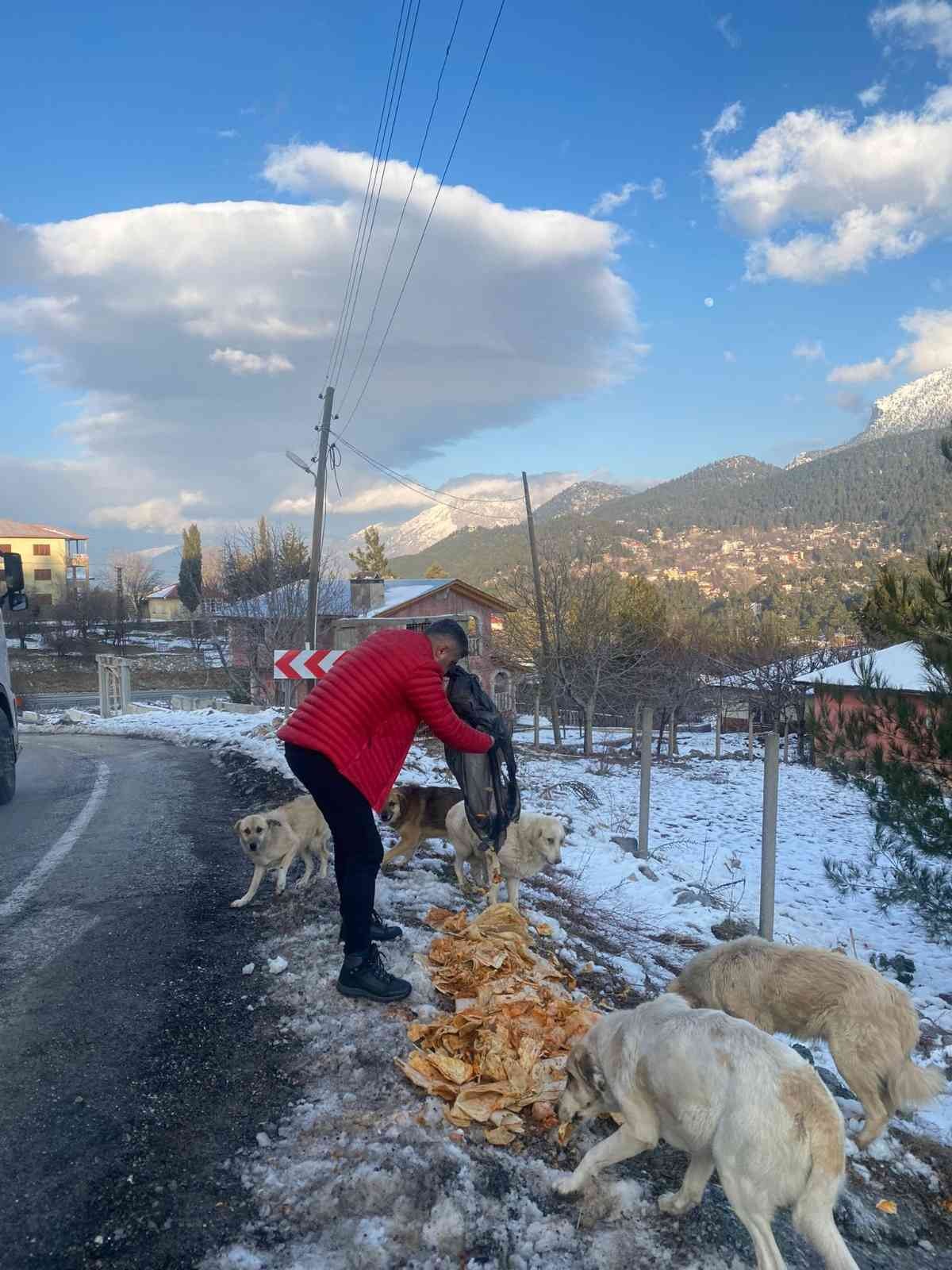 Piton döner karda aç kalan sokak köpeklerinin yanında #adana